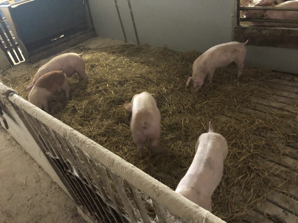 Fröhlichs Hofladen Immingerode Schweine im Stall